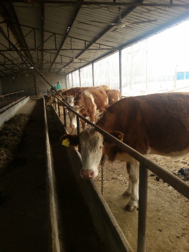 黄牛种牛价格/东北肉牛网吉林喜山牧业