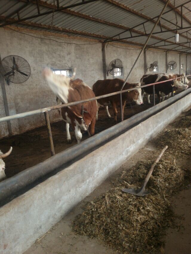 西门塔尔母牛/黄牛品种吉林喜山牧业
