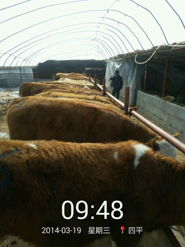 大型肉牛养殖/肉牛种价格吉林喜山牧业