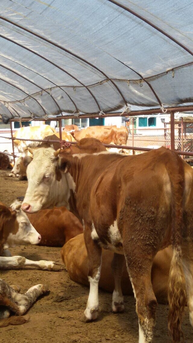 西门塔尔牛多少钱/牛的市场价格吉林喜山牧业