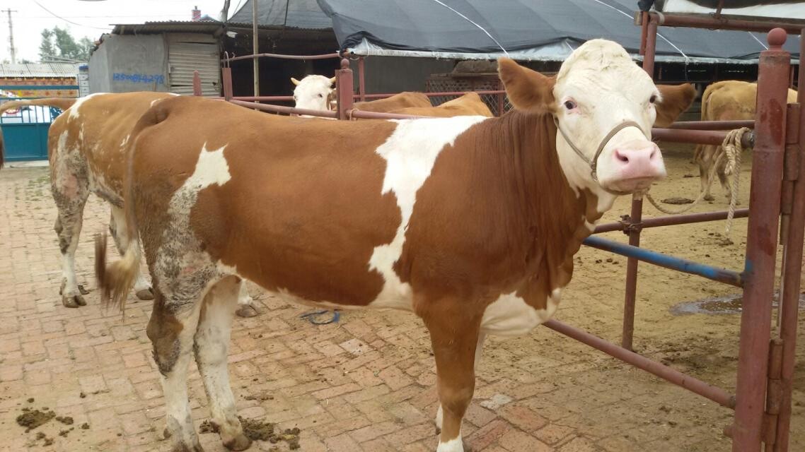 2014年肉牛价格/成年肉牛价格吉林喜山牧业