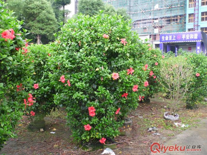 大红花（1.8米）、中山大红花批发、大红花供应商