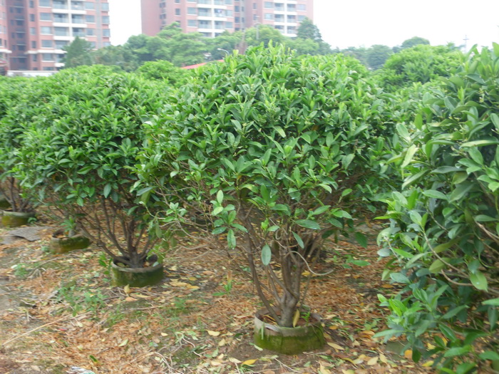 非洲茉莉(1.6米)、广东中山苗木