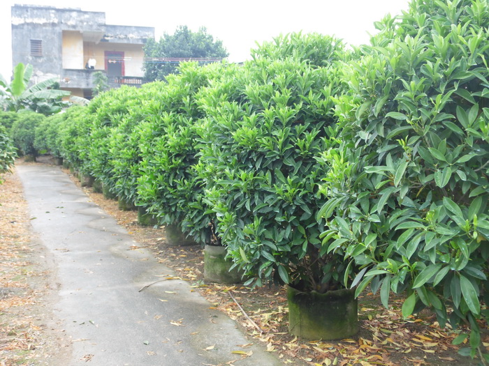 非洲茉莉(1.8米)、中山绿化苗木
