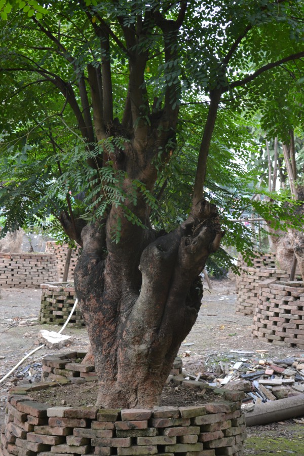 中山古树种植