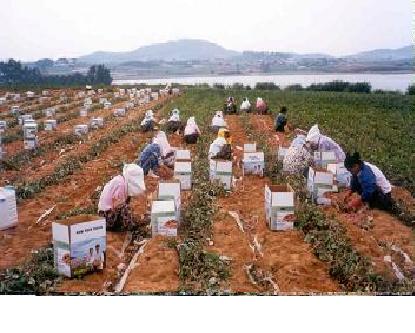 芋头苗_芋头苗价格_嘉祥金薯地瓜种植