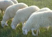 小尾寒羊生产性能