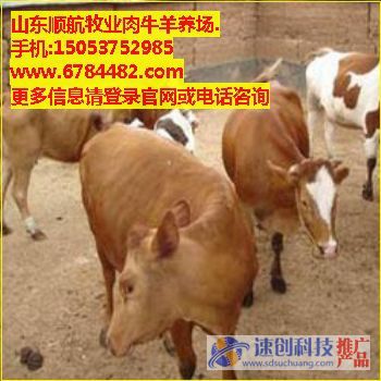 洛阳肉牛养殖场,新乡肉牛养殖场,顺航牧业