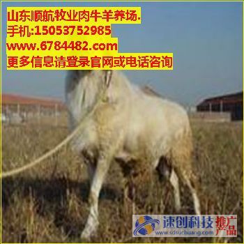 杜泊羊市场价格/杜泊羊养殖技术/顺航牧业(袁洪宾)