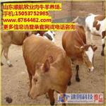 南京肉驴养殖场肉驴价格,徐州肉驴养殖场肉驴价格,顺航牧业