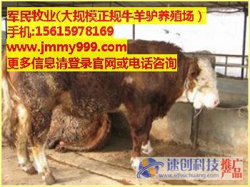 辽宁肉牛犊养殖厂家,河北波尔山羊养殖基地,军民牧业供