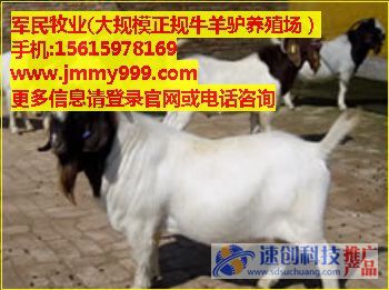 安徽波尔山羊养殖场,广西波尔山羊养殖场,军民牧业供