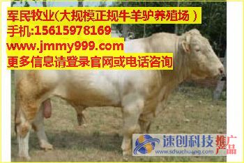 云南肉牛养殖,宁夏肉牛养殖场,军民牧业供