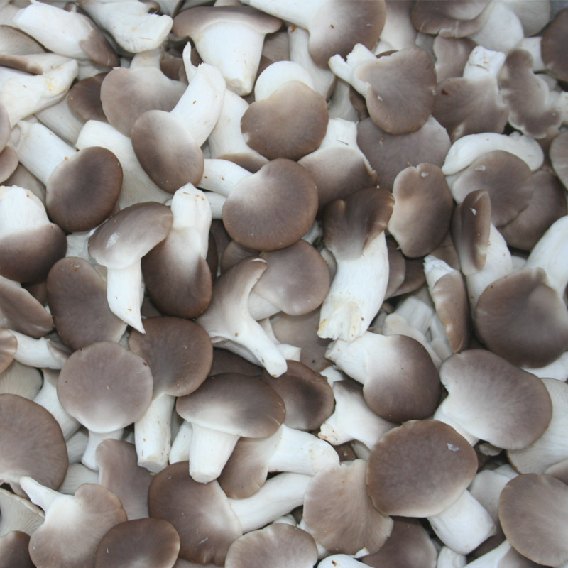 湖南食用菌秀珍菇，恒展为你培植yz产品