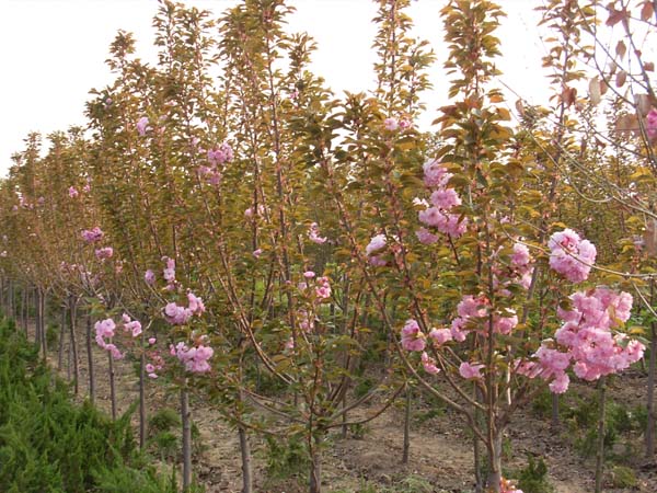 山东樱花供应商