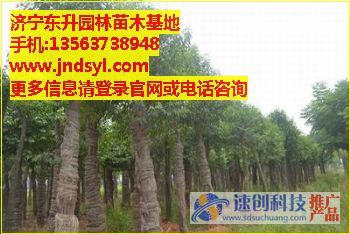 白蜡树品种_8公分白蜡树价格_济宁东升园林(东升)