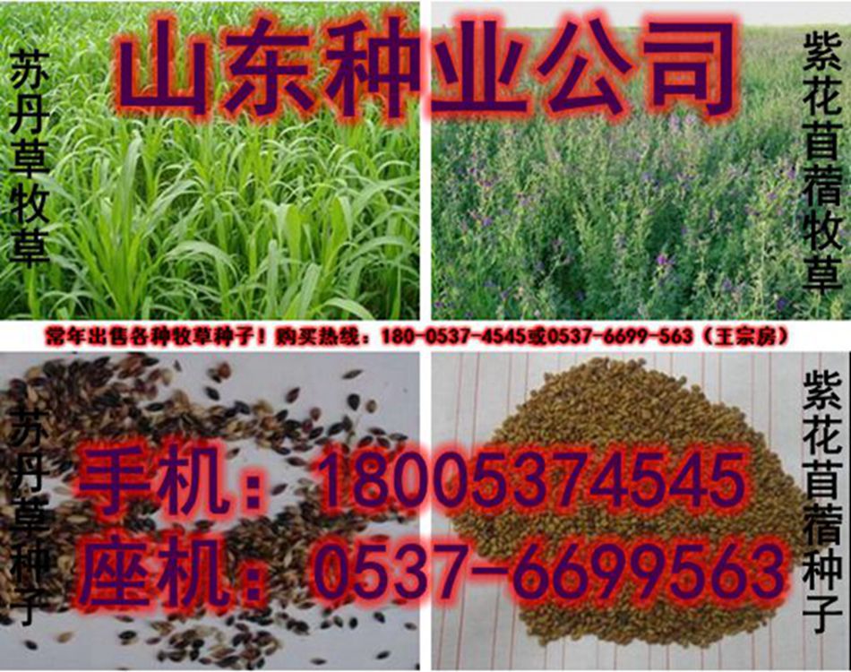 皇竹草价格|进口多年生皇竹草种子