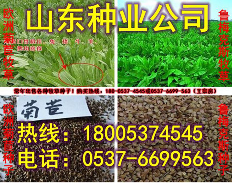 菊苣牧草种子|多年生菊苣价格