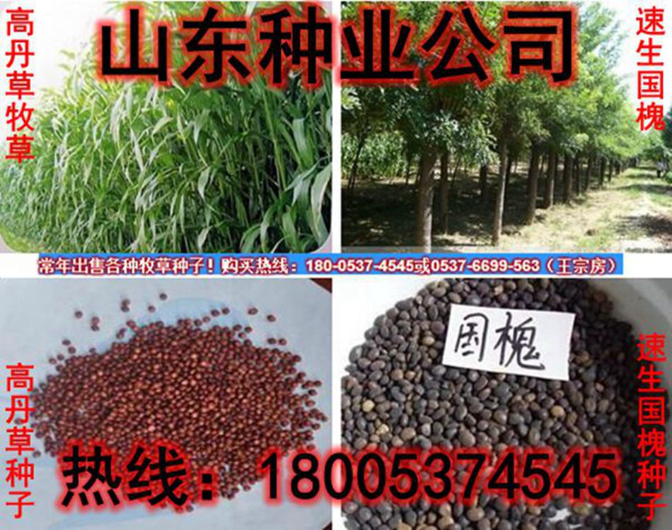 苏丹草价格|进口多年生苏丹草种子