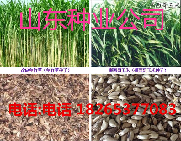 牧草种子批发|牧草品种鲁梅克斯|黑麦草种子价格