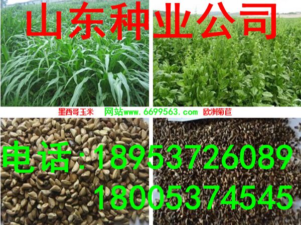 产量{zg}的牧草|四季牧草种子|牧草新品种