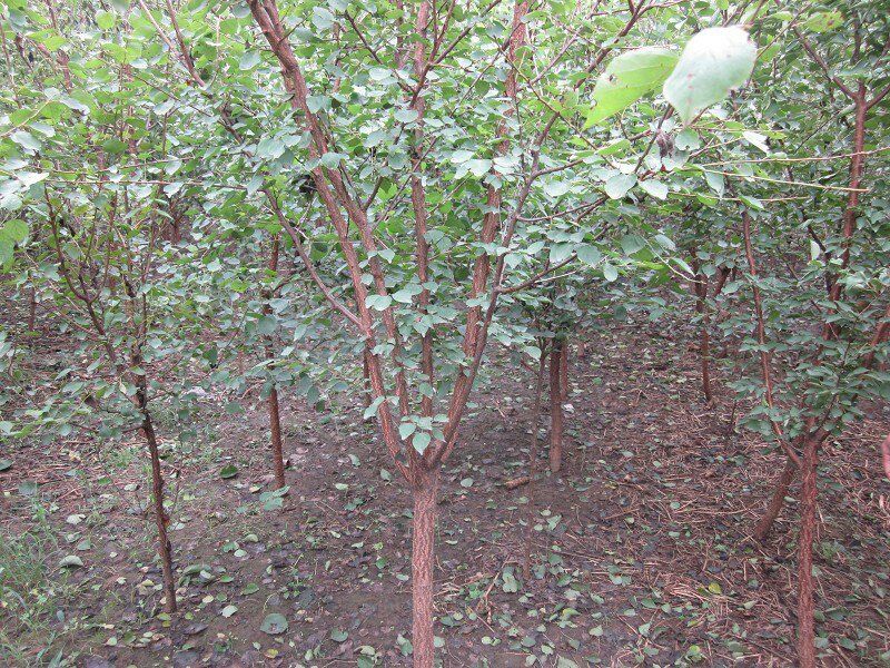 2-6公分山杏种植