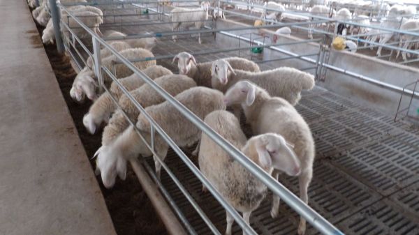 羊的专业养殖/安阳县福泰养殖场