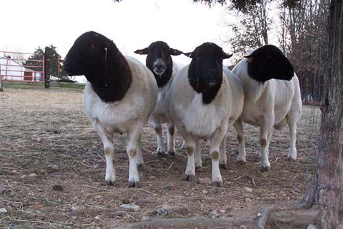 杜泊羊出售/山东聚旺牛羊驴养殖场