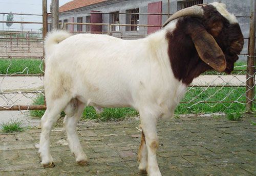 波尔山羊的养殖利润/山东聚旺牛羊驴养殖场