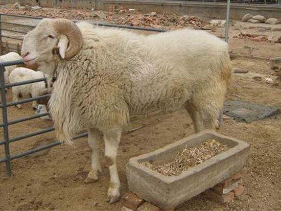 内蒙小尾寒羊哪里有卖的/山东聚旺牛羊驴养殖场
