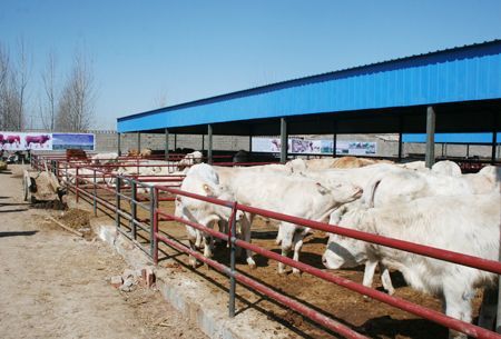 夏洛莱牛价格分析/山东聚旺牛羊驴养殖场