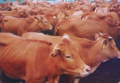 2014年鲁西黄牛价格/山东聚旺牛羊驴养殖场