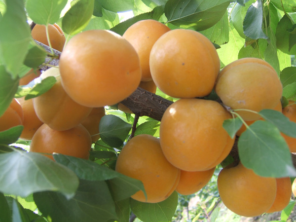 泰安金太阳杏种植基地