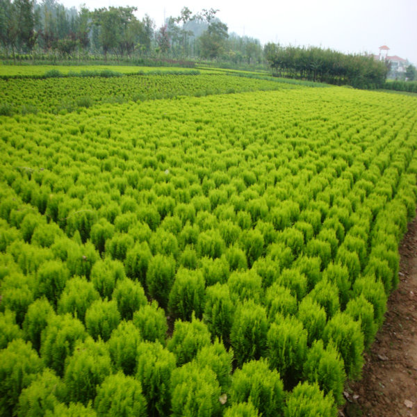 出售红叶石楠|孝昌县绿美园林绿化|杜鹃供应
