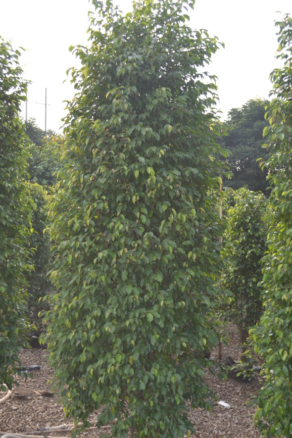 垂榕树(3米X1.2米)
