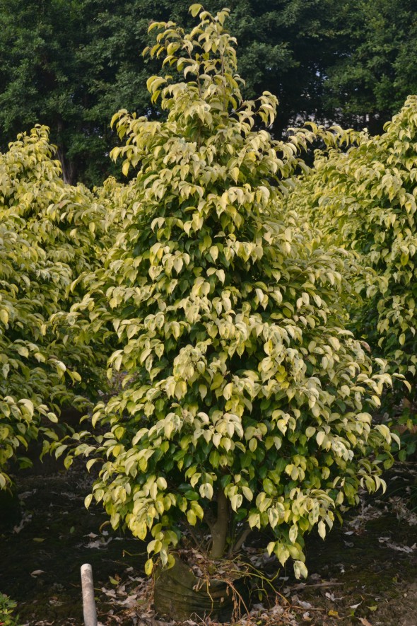 黄金垂榕(1.2米-2米)