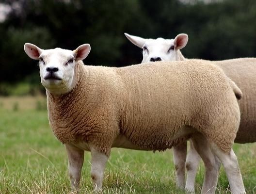 山东德克赛尔羊养殖|德克赛尔羊养殖厂