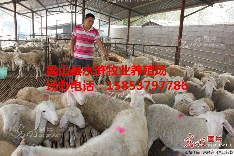 波尔山羊羊价格|养殖波尔山羊价格