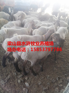 杜泊羊繁殖性能/水浒牧业