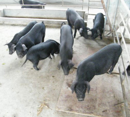 黑猪销售 黑猪批发 yz黑猪供应