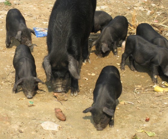 黑猪销售 黑猪批发 yz黑猪供应