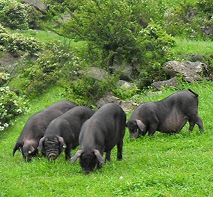 黑猪代理商 黑猪选购 黑猪分类