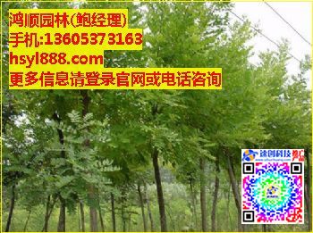 15公分白蜡价格,15公分白蜡树,鲍经理