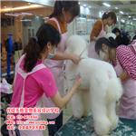 北京宠物美容培训