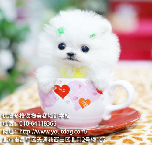 北京宠物美容师助理专业选择,铸就成功未来