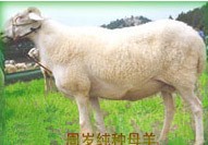 小尾寒羊养殖基地|小尾寒羊养殖场|如何养殖小尾寒羊
