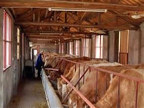 纯种肉牛|2015年养殖肉牛|出售肉牛