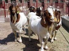 波尔山羊公羊|波尔山羊种羊|波尔山羊母羊