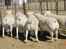 杜泊绵羊养殖厂|杜泊绵羊市场|哪里有杜泊绵羊