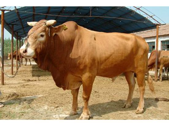 鲁西黄牛牛犊|鲁西黄牛牛苗|鲁西黄牛种牛